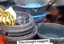 Mile 12 Market Video Sparks Outrage as Rotten Pepper Incident Raises Food Safety Fears